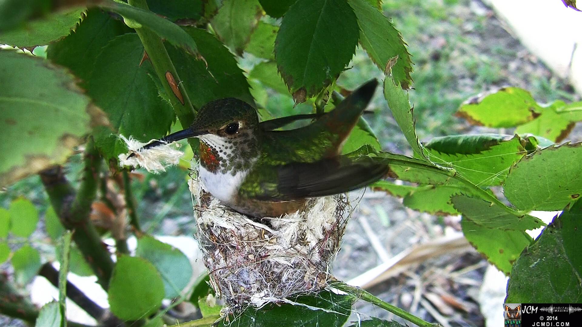 Allen's Hummingbird female in nest 